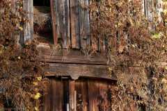 Blick von Süden auf die Alte Scheune im November 2020. Hopfen überwuchert die FassadeFoto und Copyright: Andreas Schoelzel, www.schoelzel.net;