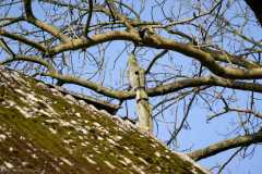 Auch verwittert: die nördliche Giebelspitze im Februar 2021. Auch zu sehen: die Schäden am First der Dacheindeckung (auf der östlichen Seite Wellasbest). Ursprünglich war die Scheune „weich“ gedeckt, also mit Schilf/ReetFoto und Copyright: Andreas Schoelzel, www.schoelzel.net;